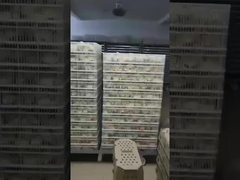 Was ist die häufigste Art von Brutkasten?